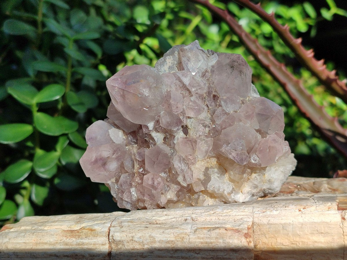 Natural Smokey Spirit Amethyst Cactus Flower Clusters x 6 From Boekenhouthoek, South Africa - Toprock Gemstones and Minerals 