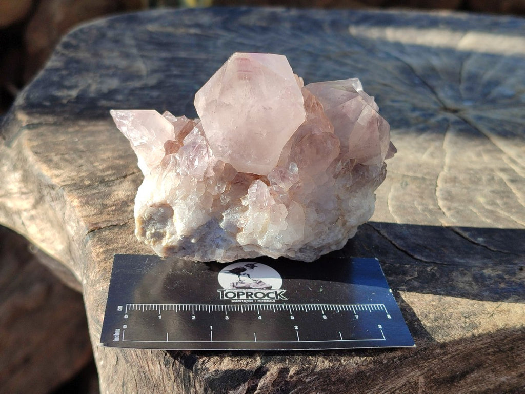 Natural Smokey Spirit Amethyst Cactus Flower Clusters x 6 From Boekenhouthoek, South Africa - Toprock Gemstones and Minerals 
