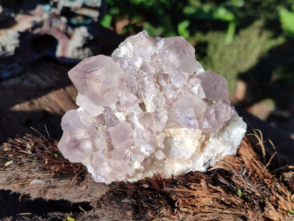 Natural Smokey Spirit Amethyst Cactus Flower Clusters x 6 From Boekenhouthoek, South Africa - Toprock Gemstones and Minerals 