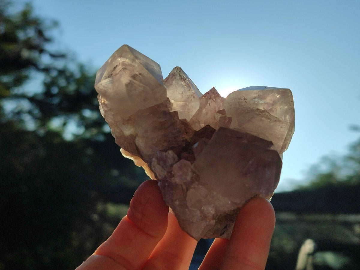 Natural Smokey Spirit Amethyst Cactus Flower Clusters x 6 From Boekenhouthoek, South Africa - Toprock Gemstones and Minerals 