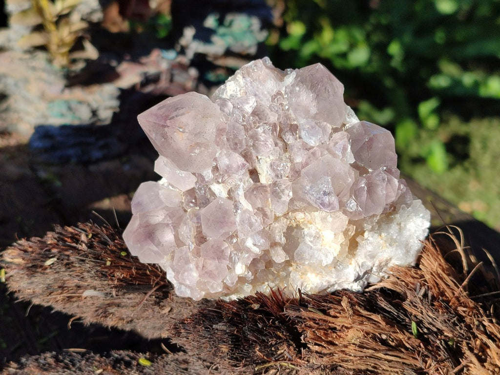 Natural Smokey Spirit Amethyst Cactus Flower Clusters x 6 From Boekenhouthoek, South Africa - Toprock Gemstones and Minerals 