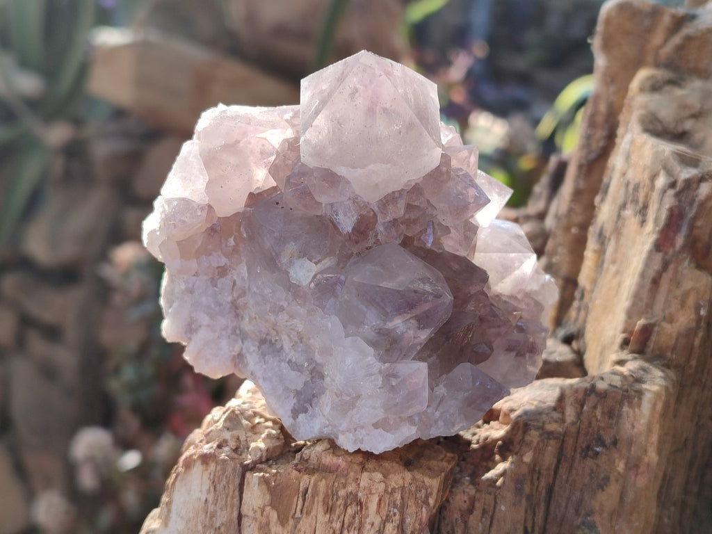 Natural Smokey Spirit Amethyst Cactus Flower Clusters x 6 From Boekenhouthoek, South Africa - Toprock Gemstones and Minerals 