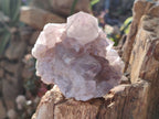 Natural Smokey Spirit Amethyst Cactus Flower Clusters x 6 From Boekenhouthoek, South Africa - Toprock Gemstones and Minerals 