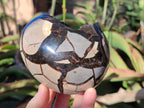 Polished Septerye Sauvage "Dragons Eggs" Geodes x 2 From Mahajanga, Madagascar - Toprock Gemstones and Minerals 