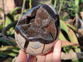 Polished Septerye Sauvage "Dragons Eggs" Geodes x 2 From Mahajanga, Madagascar - Toprock Gemstones and Minerals 