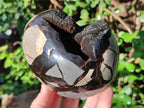 Polished Septerye Sauvage "Dragons Eggs" Geodes x 2 From Mahajanga, Madagascar - Toprock Gemstones and Minerals 