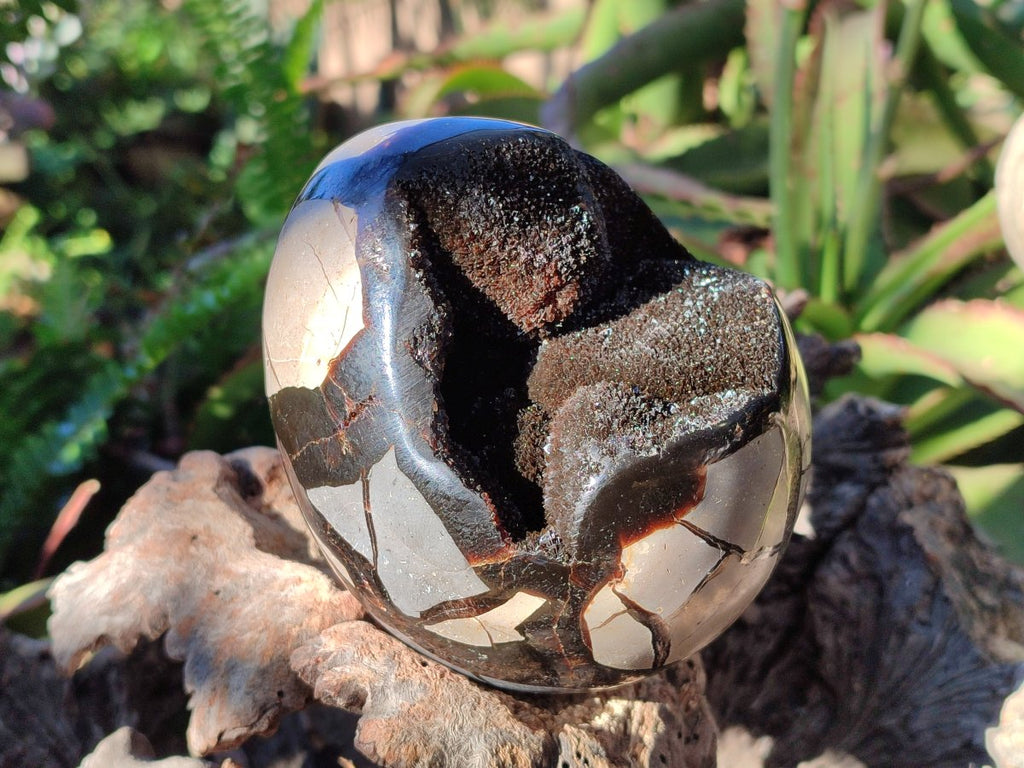 Polished Septerye Sauvage "Dragons Eggs" Geodes x 2 From Mahajanga, Madagascar - Toprock Gemstones and Minerals 