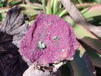 Natural Salrose Cobaltoan Dolomite Specimens with Associated Minerals x 6 From Kakanda, Congo - Toprock Gemstones and Minerals 