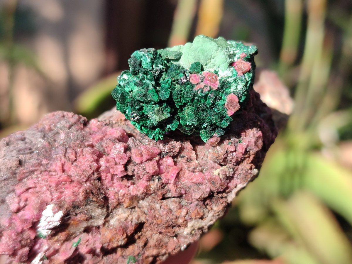 Natural Salrose Cobaltoan Dolomite Specimens with Associated Minerals x 6 From Kakanda, Congo - Toprock Gemstones and Minerals 