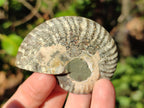 Polished Opalized Cleoniceras Ammonite Fossils Pairs x 18 From Tulear, Madagascar - Toprock Gemstones and Minerals 
