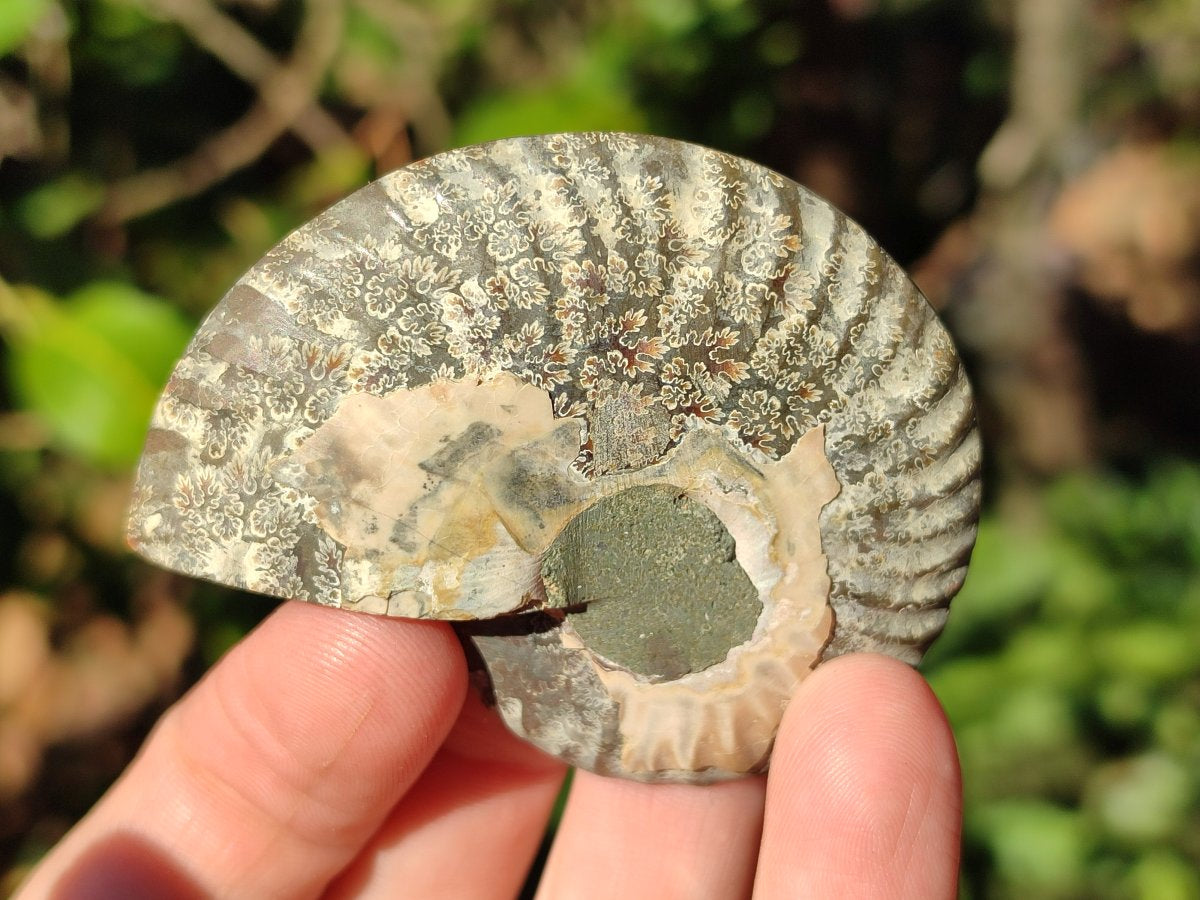 Polished Opalized Cleoniceras Ammonite Fossils Pairs x 18 From Tulear, Madagascar - Toprock Gemstones and Minerals 