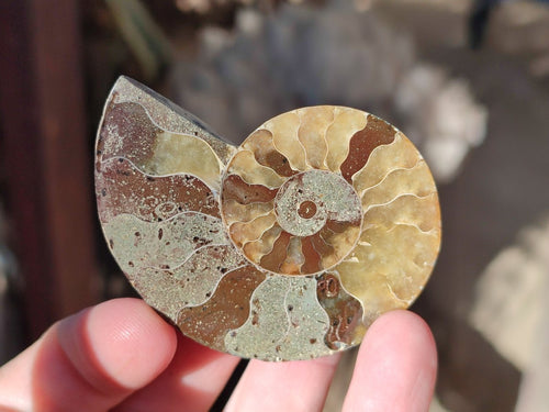 Polished Opalized Cleoniceras Ammonite Fossils Pairs x 18 From Tulear, Madagascar - Toprock Gemstones and Minerals 