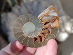 Polished Opalized Cleoniceras Ammonite Fossils Pairs x 18 From Tulear, Madagascar - Toprock Gemstones and Minerals 