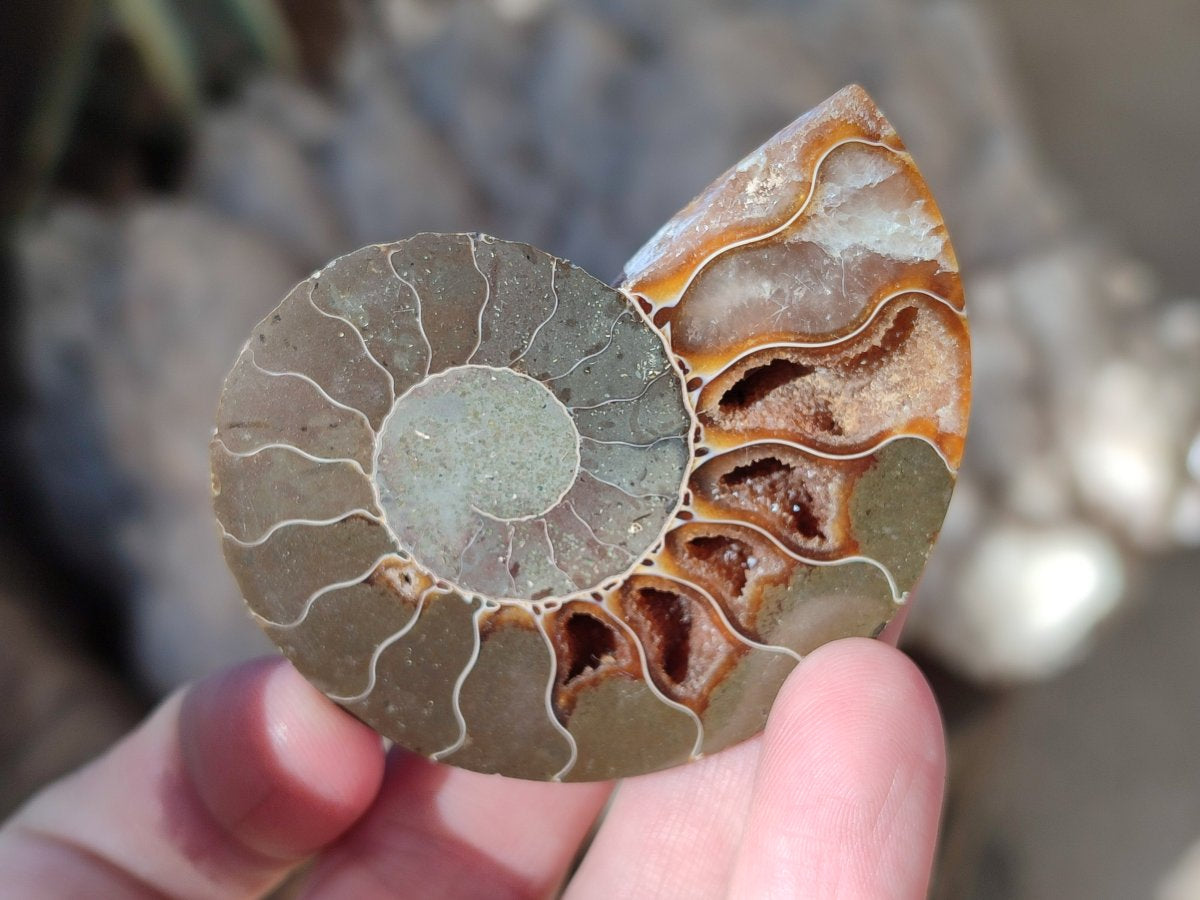 Polished Opalized Cleoniceras Ammonite Fossils Pairs x 18 From Tulear, Madagascar - Toprock Gemstones and Minerals 