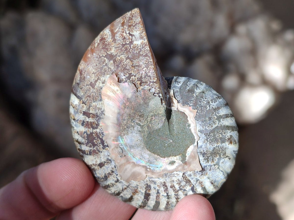 Polished Opalized Cleoniceras Ammonite Fossils Pairs x 18 From Tulear, Madagascar - Toprock Gemstones and Minerals 