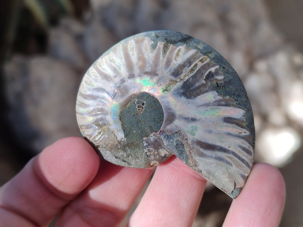 Polished Opalized Cleoniceras Ammonite Fossils Pairs x 18 From Tulear, Madagascar - Toprock Gemstones and Minerals 