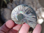 Polished Opalized Cleoniceras Ammonite Fossils Pairs x 18 From Tulear, Madagascar - Toprock Gemstones and Minerals 