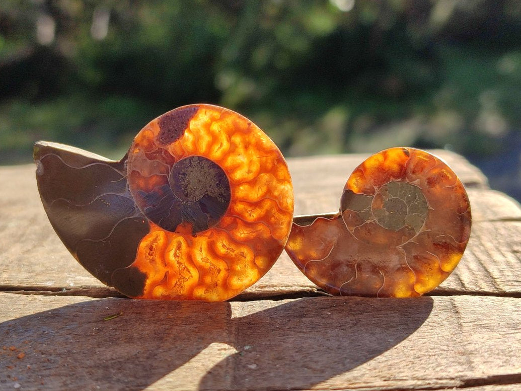 Polished Opalized Cleoniceras Ammonite Fossils Pairs x 18 From Tulear, Madagascar - Toprock Gemstones and Minerals 