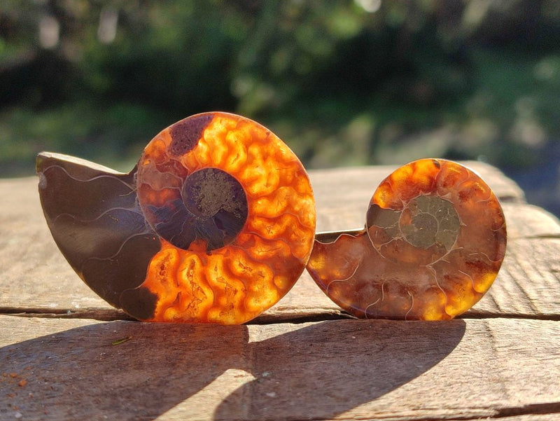 Polished Opalized Cleoniceras Ammonite Fossils Pairs x 18 From Tulear, Madagascar - Toprock Gemstones and Minerals 