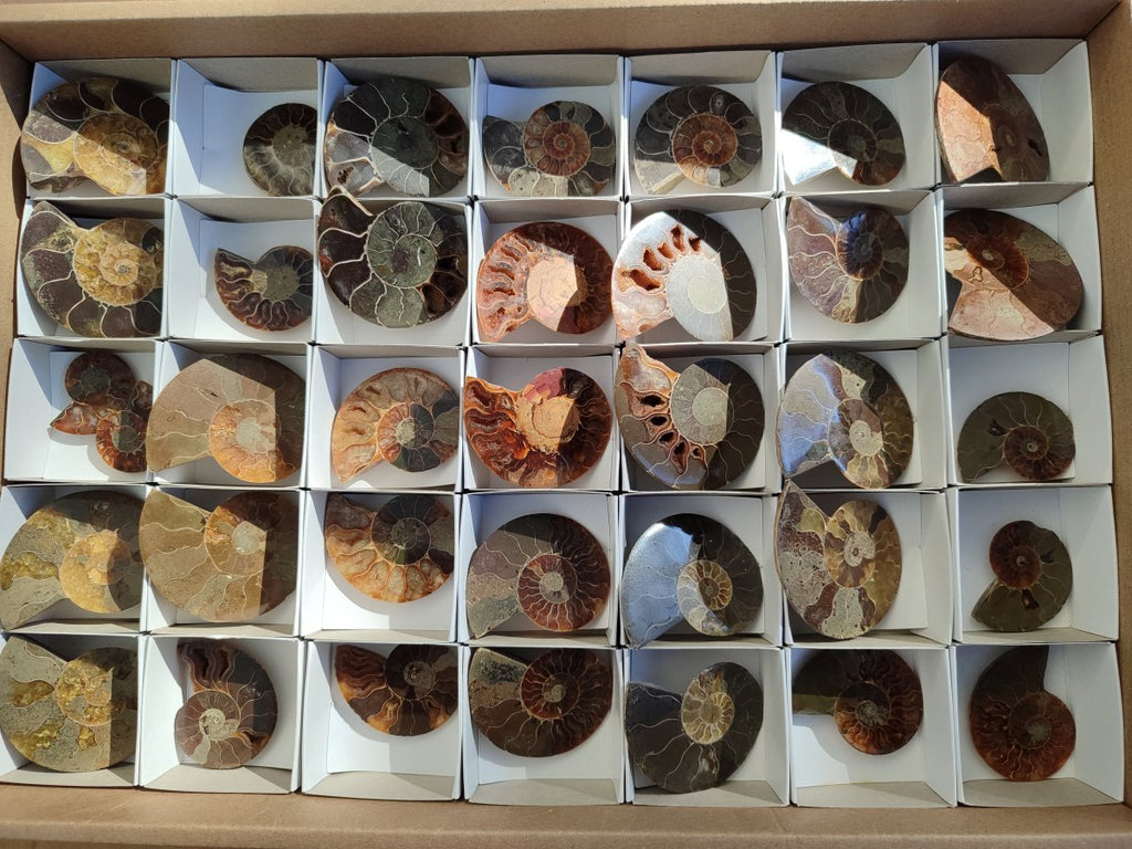 Polished Opalized Cleoniceras Ammonite Fossils Pairs x 18 From Tulear, Madagascar - Toprock Gemstones and Minerals 