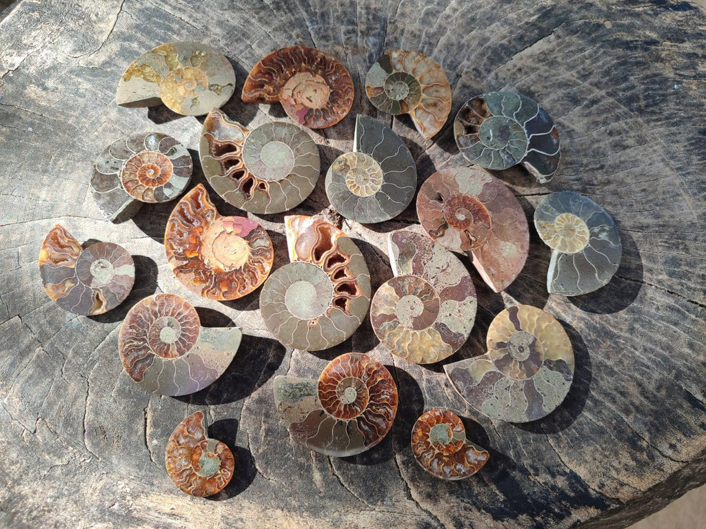 Polished Opalized Cleoniceras Ammonite Fossils Pairs x 18 From Tulear, Madagascar - Toprock Gemstones and Minerals 
