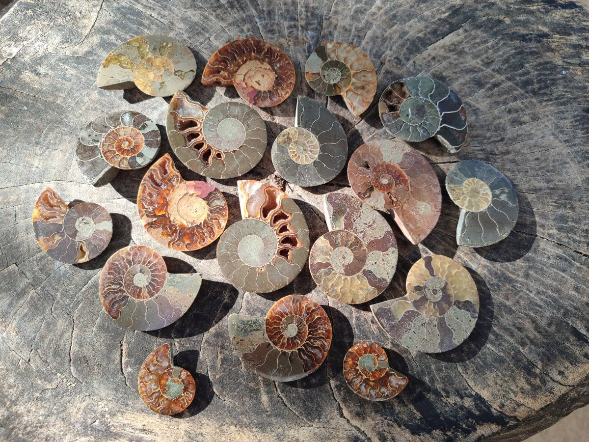 Polished Opalized Cleoniceras Ammonite Fossils Pairs x 18 From Tulear, Madagascar - Toprock Gemstones and Minerals 