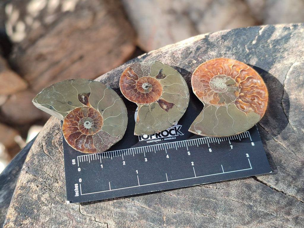 Polished Opalized Cleoniceras Ammonite Fossils Pairs x 18 From Tulear, Madagascar - Toprock Gemstones and Minerals 