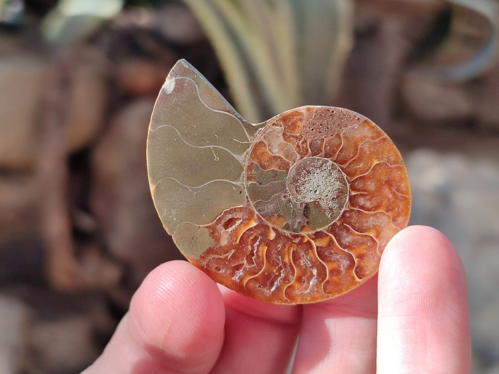 Polished Opalized Cleoniceras Ammonite Fossils Pairs x 18 From Tulear, Madagascar - Toprock Gemstones and Minerals 