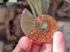 Polished Opalized Cleoniceras Ammonite Fossils Pairs x 18 From Tulear, Madagascar - Toprock Gemstones and Minerals 