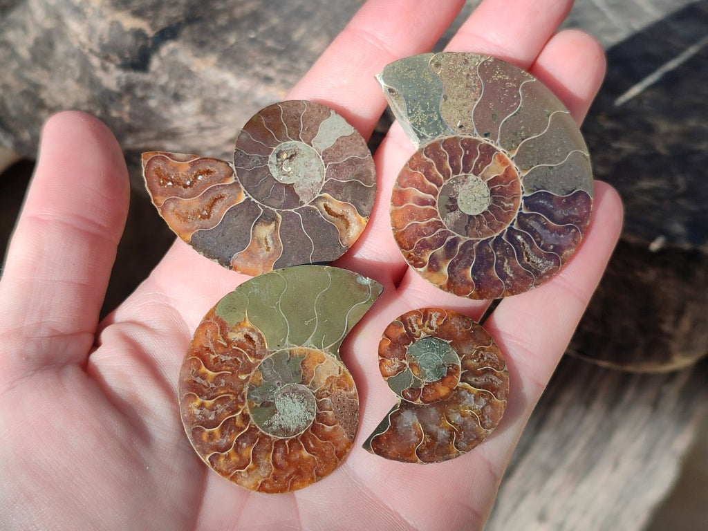 Polished Opalized Cleoniceras Ammonite Fossils Pairs x 18 From Tulear, Madagascar - Toprock Gemstones and Minerals 
