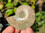 Polished Opalized Cleoniceras Ammonite Fossils Pairs x 18 From Tulear, Madagascar - Toprock Gemstones and Minerals 