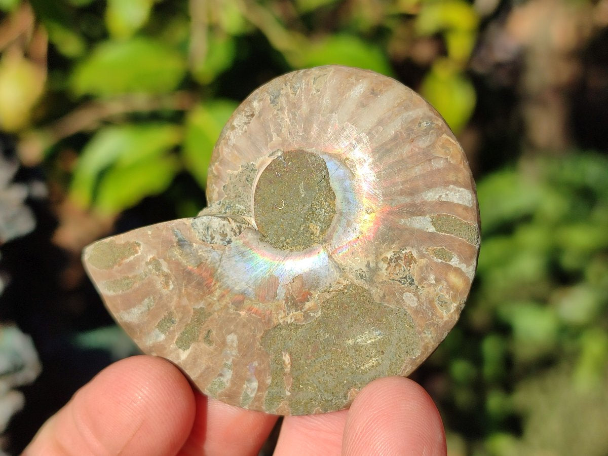 Polished Opalized Cleoniceras Ammonite Fossils Pairs x 18 From Tulear, Madagascar - Toprock Gemstones and Minerals 