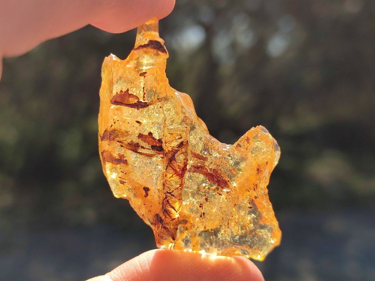Natural Copal Amber Specimens with Insect and Plant Inclusions x 12 From Lemur Island, Madagascar - Toprock Gemstones and Minerals 