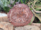Polished Large Red Podocarpus Petrified Wood Slice x 1 From Marovoay, Madagascar - Toprock Gemstones and Minerals 
