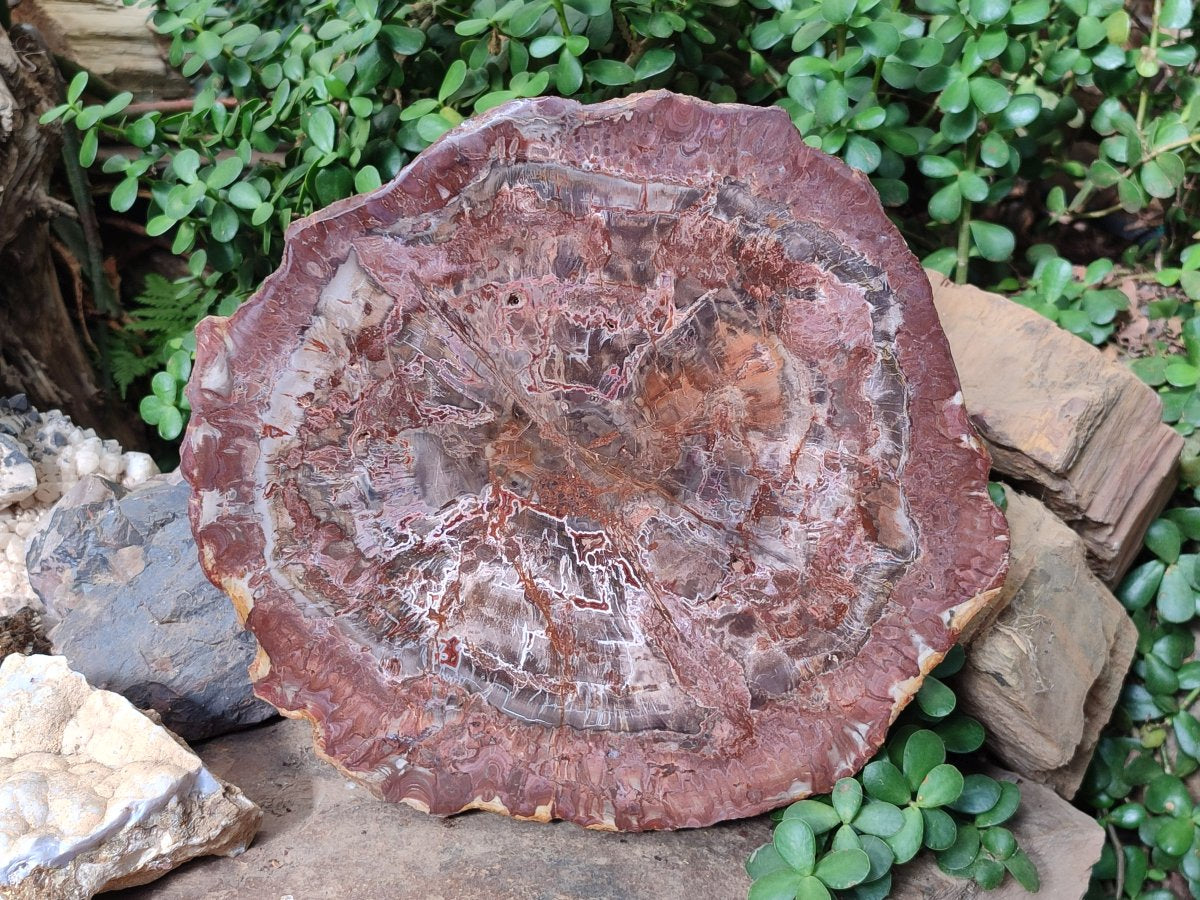 Polished Large Red Podocarpus Petrified Wood Slice x 1 From Marovoay, Madagascar - Toprock Gemstones and Minerals 