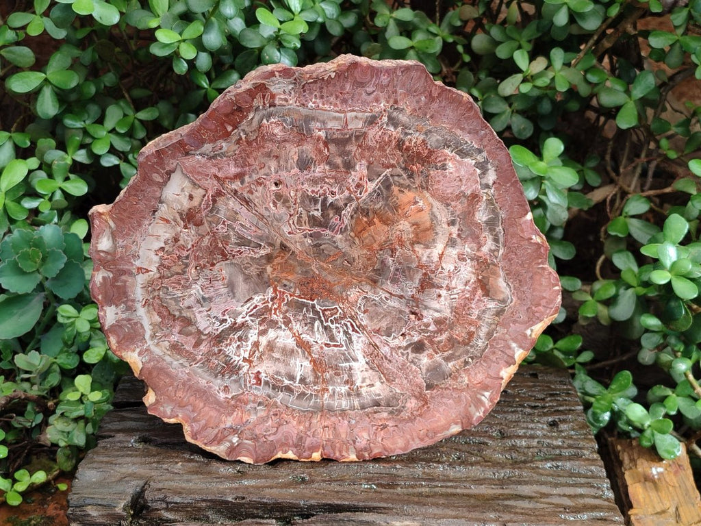 Polished Large Red Podocarpus Petrified Wood Slice x 1 From Marovoay, Madagascar - Toprock Gemstones and Minerals 