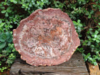 Polished Large Red Podocarpus Petrified Wood Slice x 1 From Marovoay, Madagascar - Toprock Gemstones and Minerals 