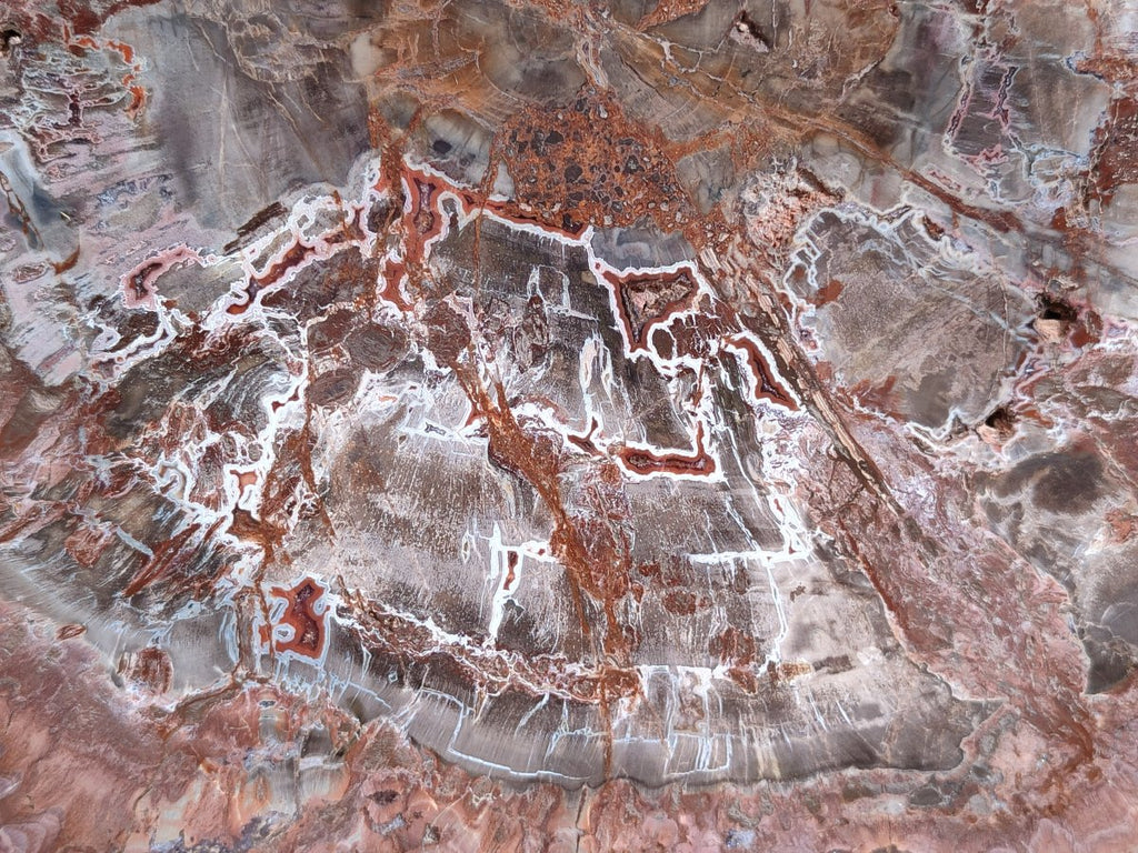 Polished Large Red Podocarpus Petrified Wood Slice x 1 From Marovoay, Madagascar - Toprock Gemstones and Minerals 