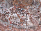 Polished Large Red Podocarpus Petrified Wood Slice x 1 From Marovoay, Madagascar - Toprock Gemstones and Minerals 