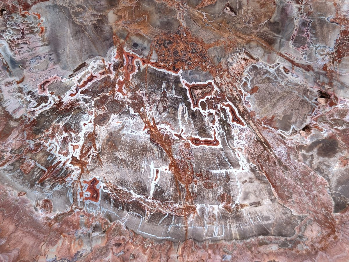 Polished Large Red Podocarpus Petrified Wood Slice x 1 From Marovoay, Madagascar - Toprock Gemstones and Minerals 