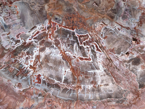 Polished Large Red Podocarpus Petrified Wood Slice x 1 From Marovoay, Madagascar - Toprock Gemstones and Minerals 