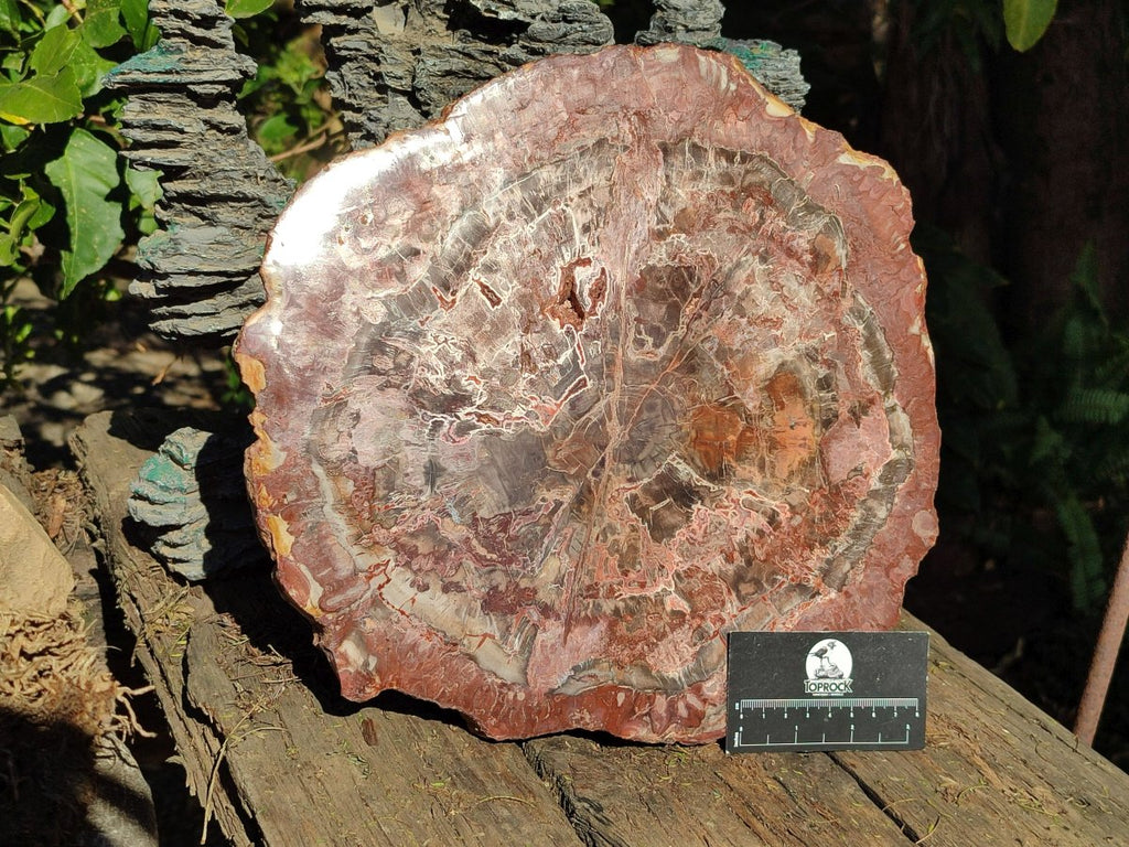 Polished Large Red Podocarpus Petrified Wood Slice x 1 From Marovoay, Madagascar - Toprock Gemstones and Minerals 