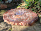 Polished Large Red Podocarpus Petrified Wood Slice x 1 From Marovoay, Madagascar - Toprock Gemstones and Minerals 