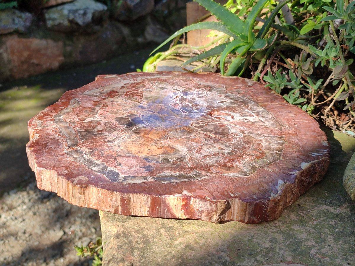 Polished Large Red Podocarpus Petrified Wood Slice x 1 From Marovoay, Madagascar - Toprock Gemstones and Minerals 
