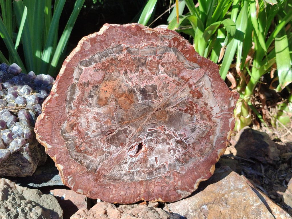 Polished Large Red Podocarpus Petrified Wood Slice x 1 From Marovoay, Madagascar - Toprock Gemstones and Minerals 