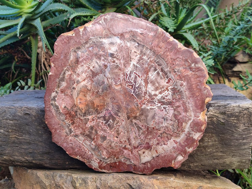 Polished Large Red Podocarpus Petrified Wood Slice x 1 From Marovoay, Madagascar - Toprock Gemstones and Minerals 