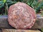 Polished Large Red Podocarpus Petrified Wood Slice x 1 From Marovoay, Madagascar - Toprock Gemstones and Minerals 