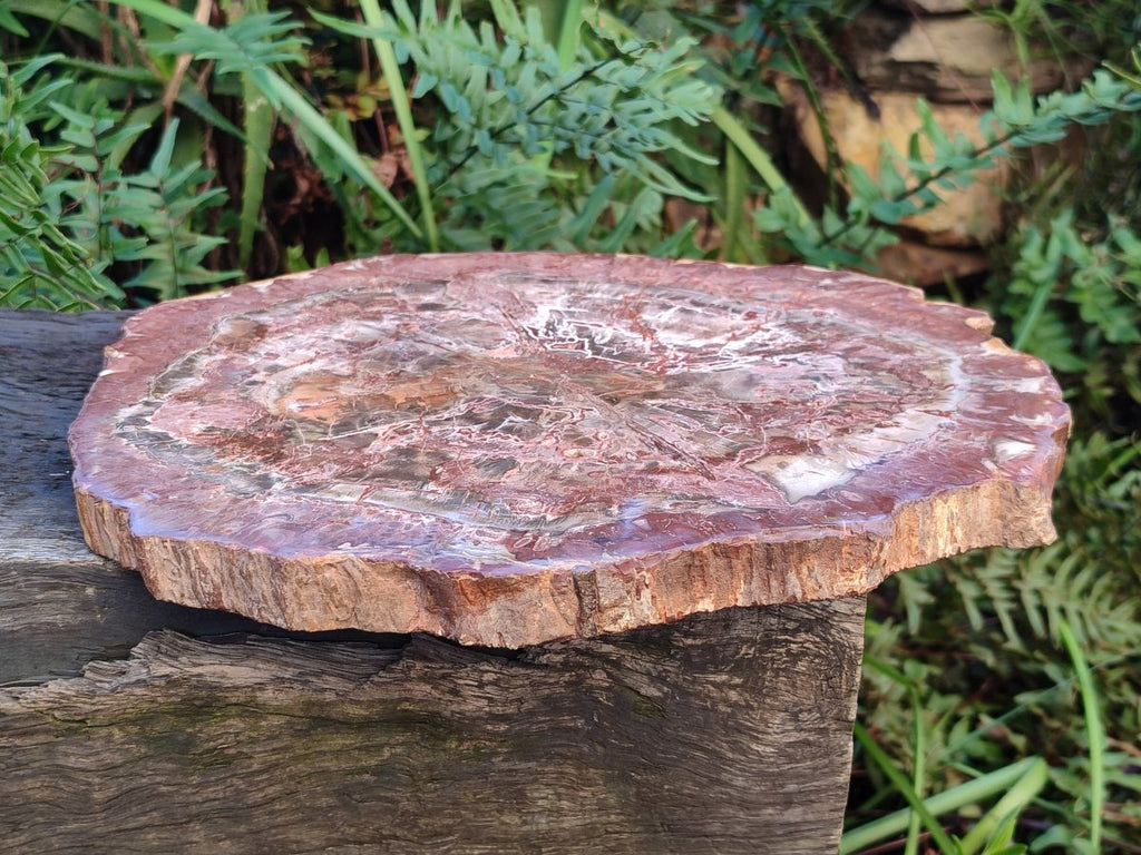 Polished Large Red Podocarpus Petrified Wood Slice x 1 From Marovoay, Madagascar - Toprock Gemstones and Minerals 