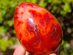 Polished Carnelian Agate Gemstone Eggs x 6 From Madagascar - Toprock Gemstones and Minerals 