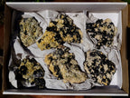Natural Schorl Black Tourmaline Specimens with Muscovite Mica x 6 From Erongo, Namibia - Toprock Gemstones and Minerals 
